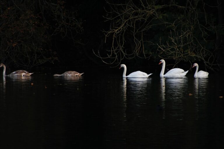 Photo Swan Lake