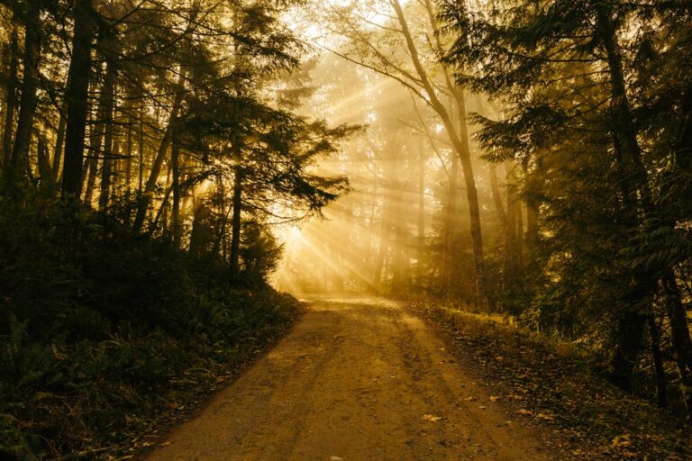 Photo Career Path