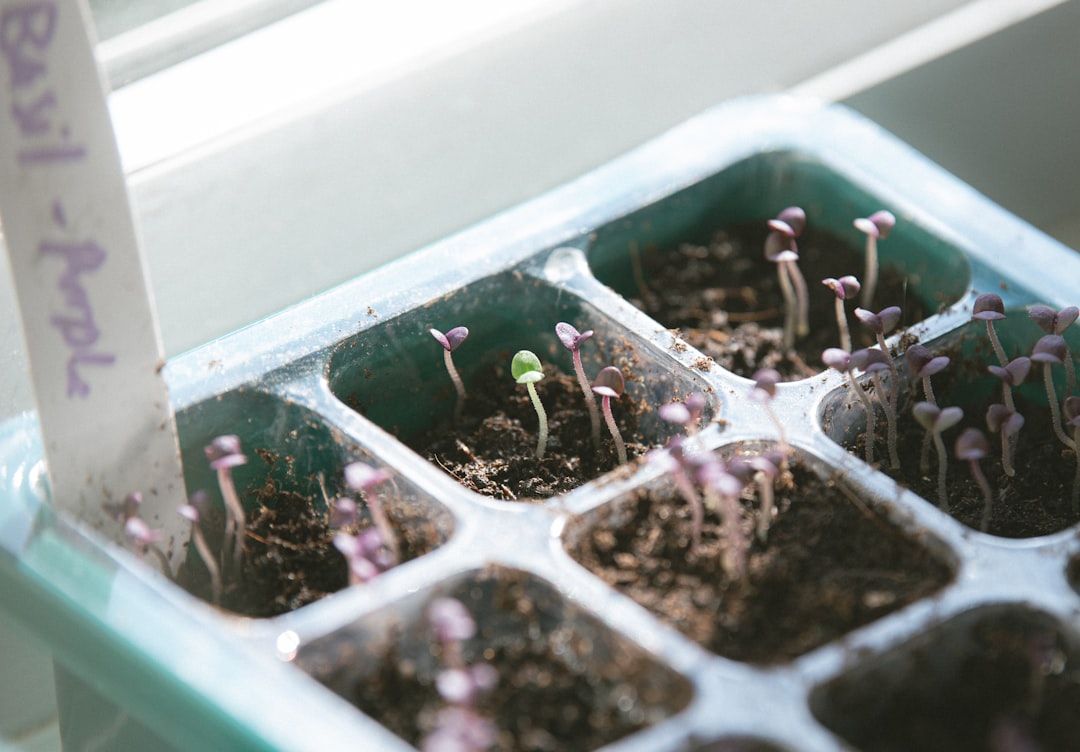 Photo Herb garden
