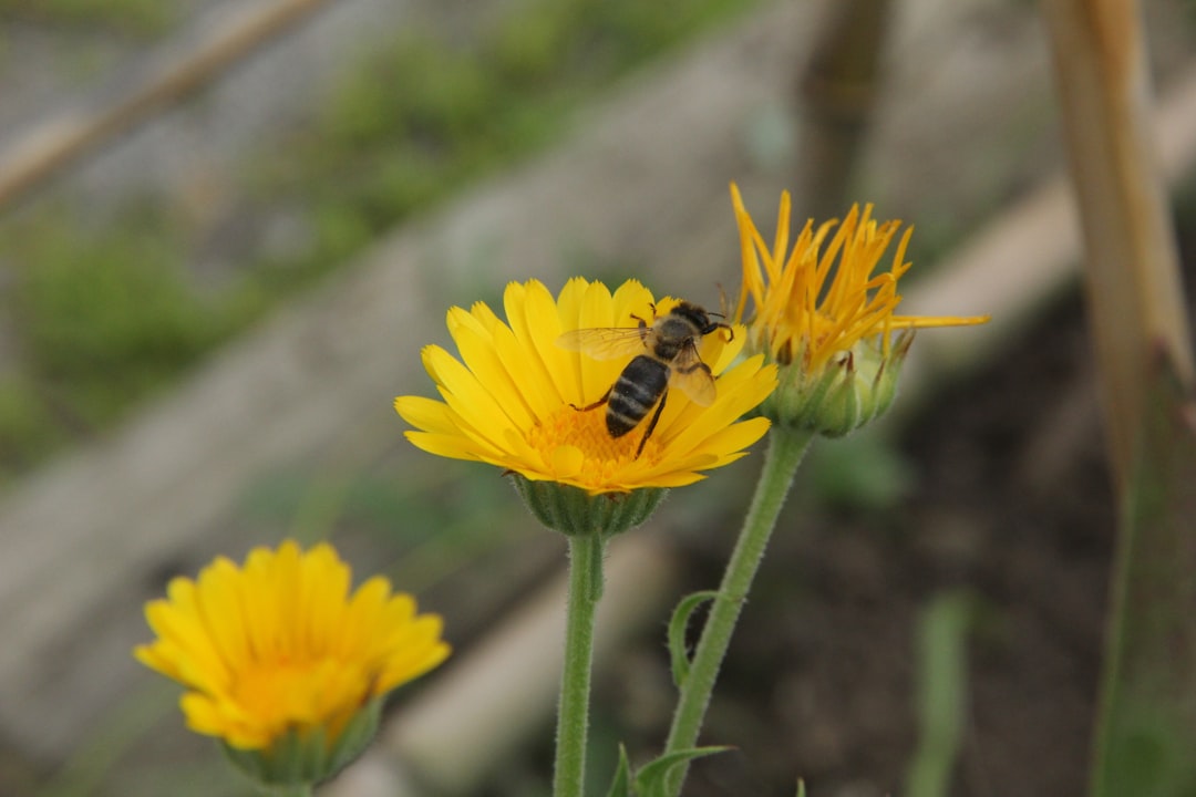 Photo Flower garden