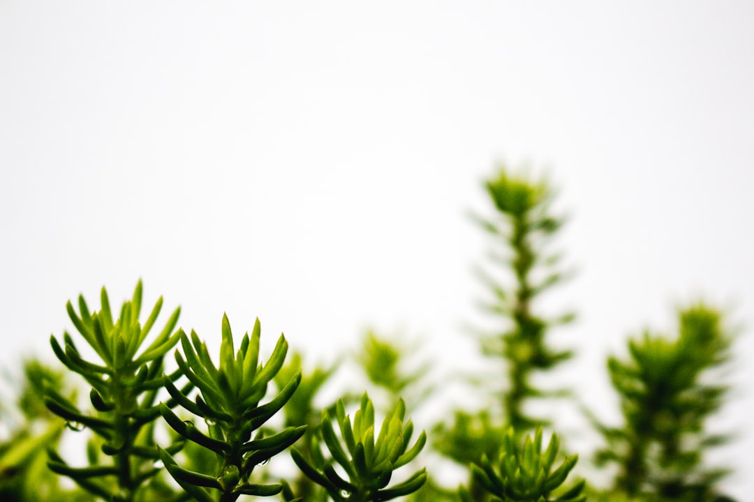 Photo Plant care calendar